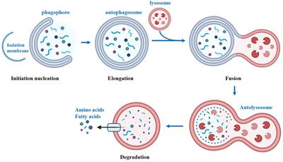 The role of autophagy in the treatment of type II diabetes and its complications: a review